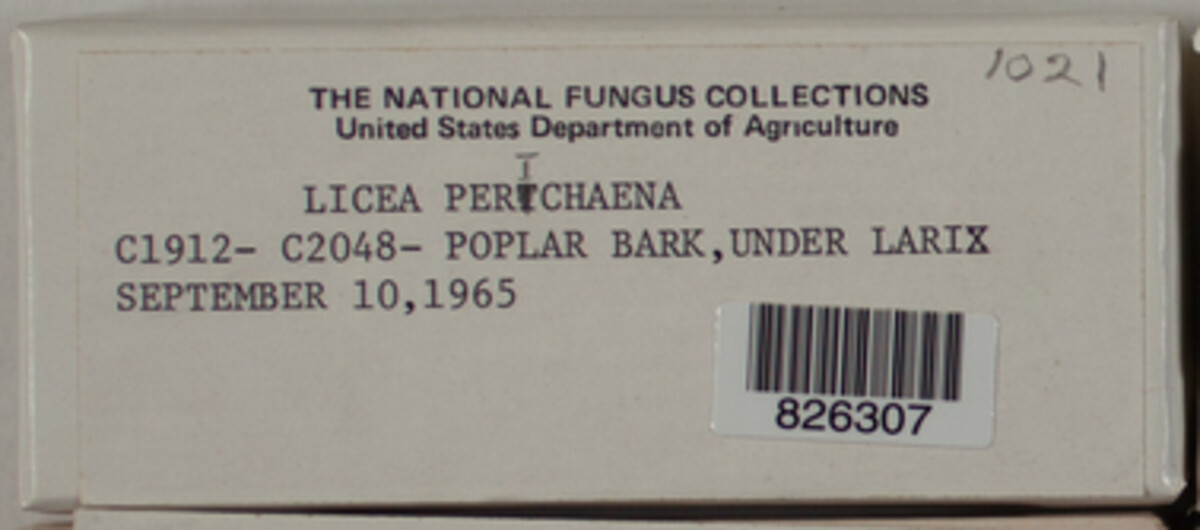 Licea image